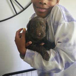 Kelvey O'Sally - Chocolate male Labradoodle puppy in Rock Island, Tennessee from Harvest Sky Kennels