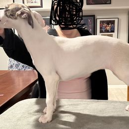 White girl - White and fawn brindle female Whippet puppy in Erving, Massachusetts from Devine Hounds