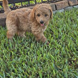 Goldendoodle Puppies from We R Mini Doodles