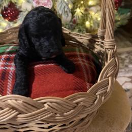 Vixee - Black female Goldendoodle puppy in Indian Mound, Tennessee from Dana Walters