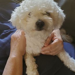 Bichon Frise, Russell Terrier, and Shetland Sheepdog All Grown Up from Mountain Ash Farms