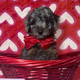 Romeo - Gray male Poodle puppy in Buffalo, Illinois from Pear Tree Pups