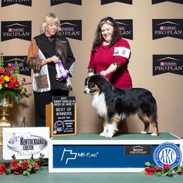 Memphis - Miniature American Shepherd