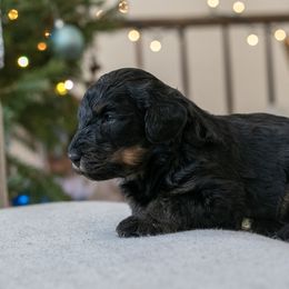 Fitz Roy - Gentle Boy - Phantom male Bernedoodle puppy in Eureka, Illinois from Joley Aire Family Dogs