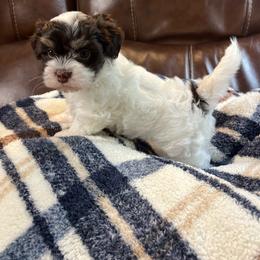 Abigail - White female Havanese puppy in Starr, South Carolina from Home with Havanese
