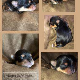 Light Blue Boy - Black and tan male Yorkshire Terrier puppy in Phil Campbell, Alabama from MagnoliaYorkies