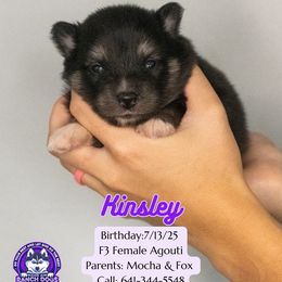 Kinsley - Black and white female Pomsky puppy in Humeston, Iowa from M.A.R. Dogs