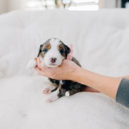 Mia - Merle female Bernedoodle puppy in Murray, Utah from Sun Valley Doodles