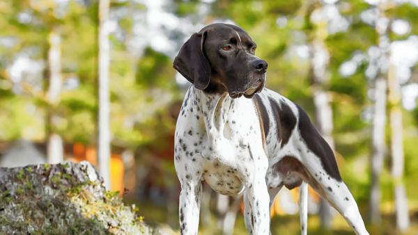 Find Pointer puppies for sale near South Whittier, CA