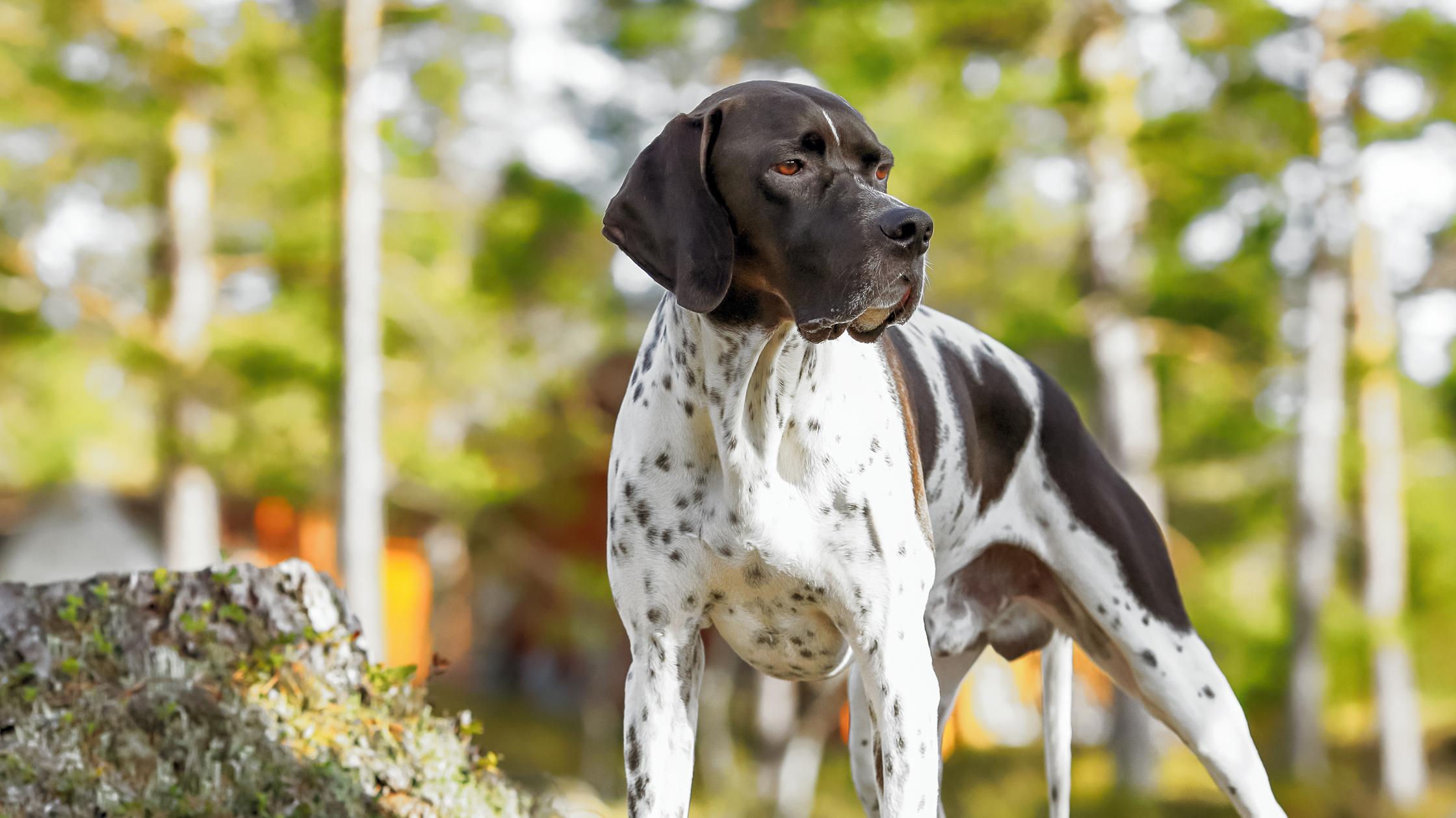 #1 Guide to Health Testing — Pointer | Good Dog