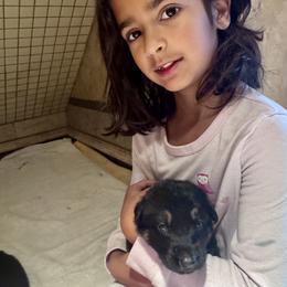 Boy 2 - Black and red male German Shepherd puppy in Rolesville, North Carolina from Ransomshire Shepherds