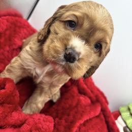 Cocker Spaniel Puppies from A&J Kennel