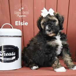 Elsie - Sable female Bernedoodle puppy in Heyworth, Illinois from Cobble Creek Puppies
