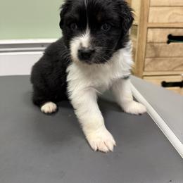 Emo - Black tri-color male Australian Shepherd puppy in Putnam County, New York from Highland Haven Australian Shepherds