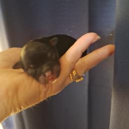 Maia - Black and tan female Pomeranian puppy in Oologah, Oklahoma from GG's Pomeranians