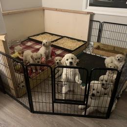 Golden Retriever Puppies from Wise-Taylor Goldens