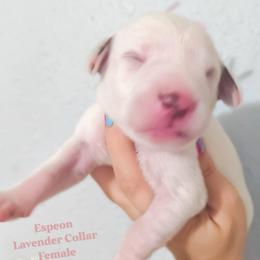 Espeon (Lavender collar) - White and liver brown female Dalmatian puppy in Raymondville, Missouri from Wagner's Dalmatian's