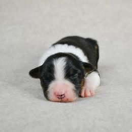 Cowboy - Black tri-color male Australian Shepherd puppy in Aberdeen, North Carolina from Huckleberry Hill Aussies LLC.
