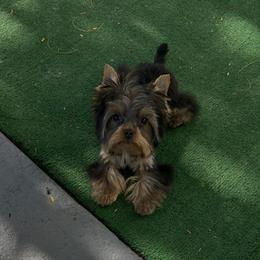 Yorkshire Terrier puppies from Bebe AKC Puppies