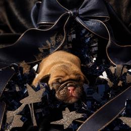 Classic Fawn Boy - Fawn male Pug puppy in Tulsa, Oklahoma from Locust Creek Pugs