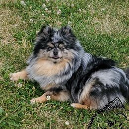 Millie - Pomeranian
