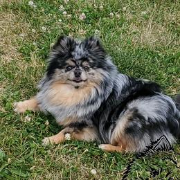 Millie - Pomeranian