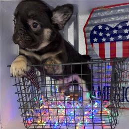 Coco - Brindle male French Bulldog puppy in Miami, Oklahoma from Destiny Jones