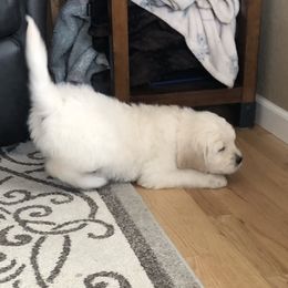 Goldendoodle Puppies from Kellee's Goldendoodles