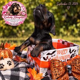 Fire - Wild boar male Dachshund puppy in London, Kentucky from Kentucky Bluegrass Wirehair Dachshunds