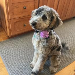 Bernedoodle All Grown Up from Mindys Doodles
