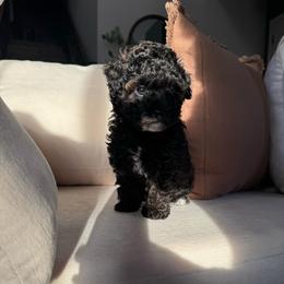 Girl 1 - Black female Poodle puppy in Pasorobles, California from MASION D'AVC