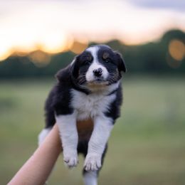 Border Collie Puppies from Cullins Collies