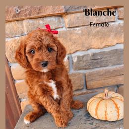Blanche - Red  female Goldendoodle puppy in Hilton, New York from The House of Goldendoodle