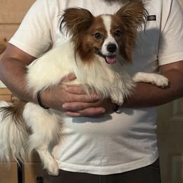 Axel - White and sable male Papillon puppy in Blue Ridge, Georgia from Butterfly Ridge