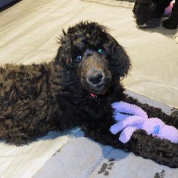Poodle Puppies from Furball Forest Poodles