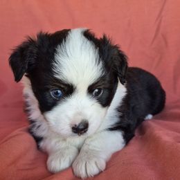 Lola - Black tri female Miniature Australian Shepherd puppy in Bethel Springs, Tennessee from Goodrum Farms