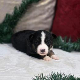 Fern - Black tri female Miniature Australian Shepherd puppy in Killen, Alabama from Wilkers Wholehearted Mini Aussies
