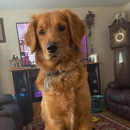 Golden Retrievers from Precious Golden Retrievers