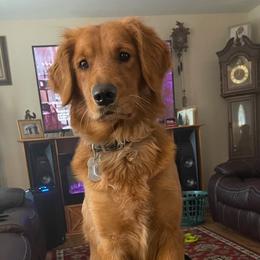 Golden Retrievers from Precious Golden Retrievers