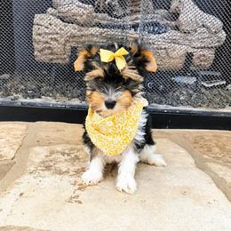 Rapunzel 3000 back to school special - Black tan and white female Biewer Terrier puppy in Cartersville, Georgia from Alpha Tiny Paws