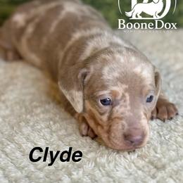 Clyde - Dapple male Dachshund puppy in Lexington, Oklahoma from BooneDox Miniature Dachshunds