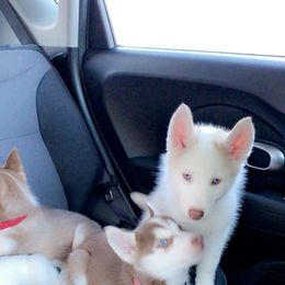 Siberian Husky Puppies from Vixen Siberians