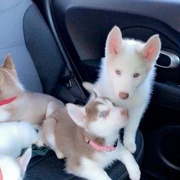 Siberian Husky Puppies from Vixen Siberians