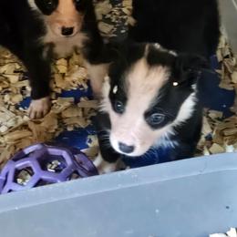 Black female - Black female Border Collie puppy in Paige, Texas from 3D Mini Dachounds
