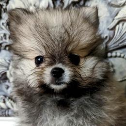 Pomeranians from TD Dream Poms