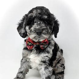 Bernedoodle, Double Doodle, and Goldendoodle Puppies from Winding Creek Ranch