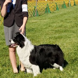 Border Collies from Otter Creek Dogs