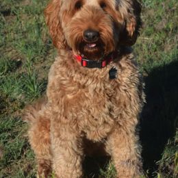 Australian Labradoodle All Grown Up from Rocky Mountain Labradoodles