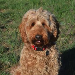 Australian Labradoodle All Grown Up from Rocky Mountain Labradoodles