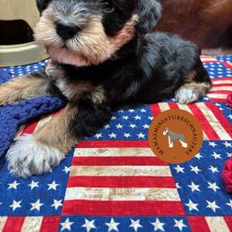 Kilala - Black female Miniature Schnauzer puppy in Phoenix, Arizona from Sabrina's Miniature Schnauzers